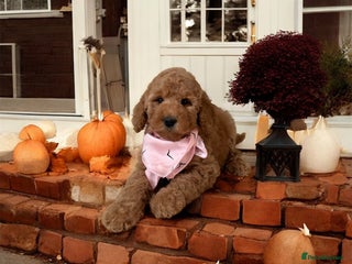 Australian Labradoodle dogs - Advert 1