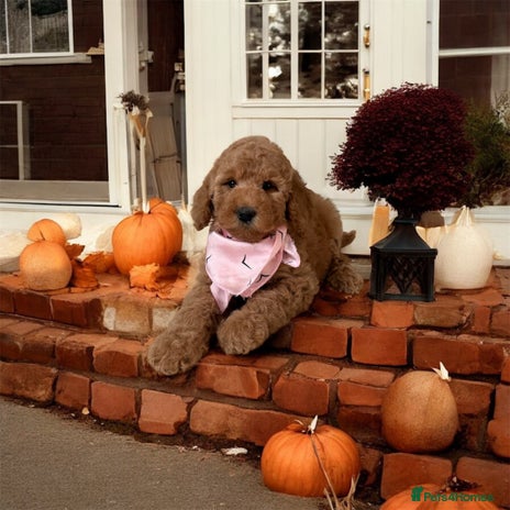 Australian Labradoodle dogs - Advert 1