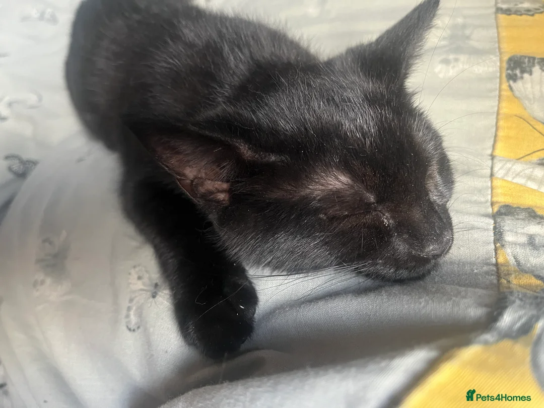 Mixed Breed cats for sale: Loving Black cat  - Advert 2