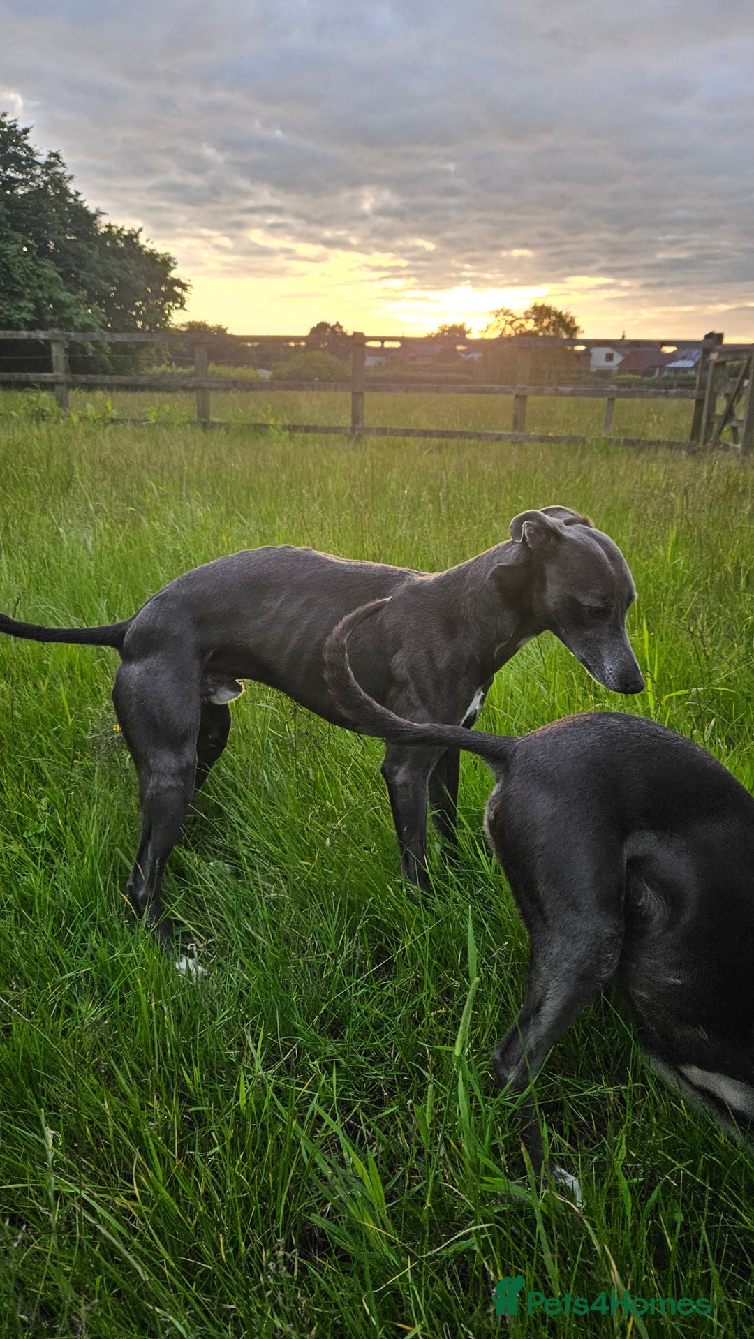 Whippet dogs for stud: Socks blue whippet stud  - Advert 1