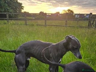Whippet dogs Socks blue whippet stud - Advert 2