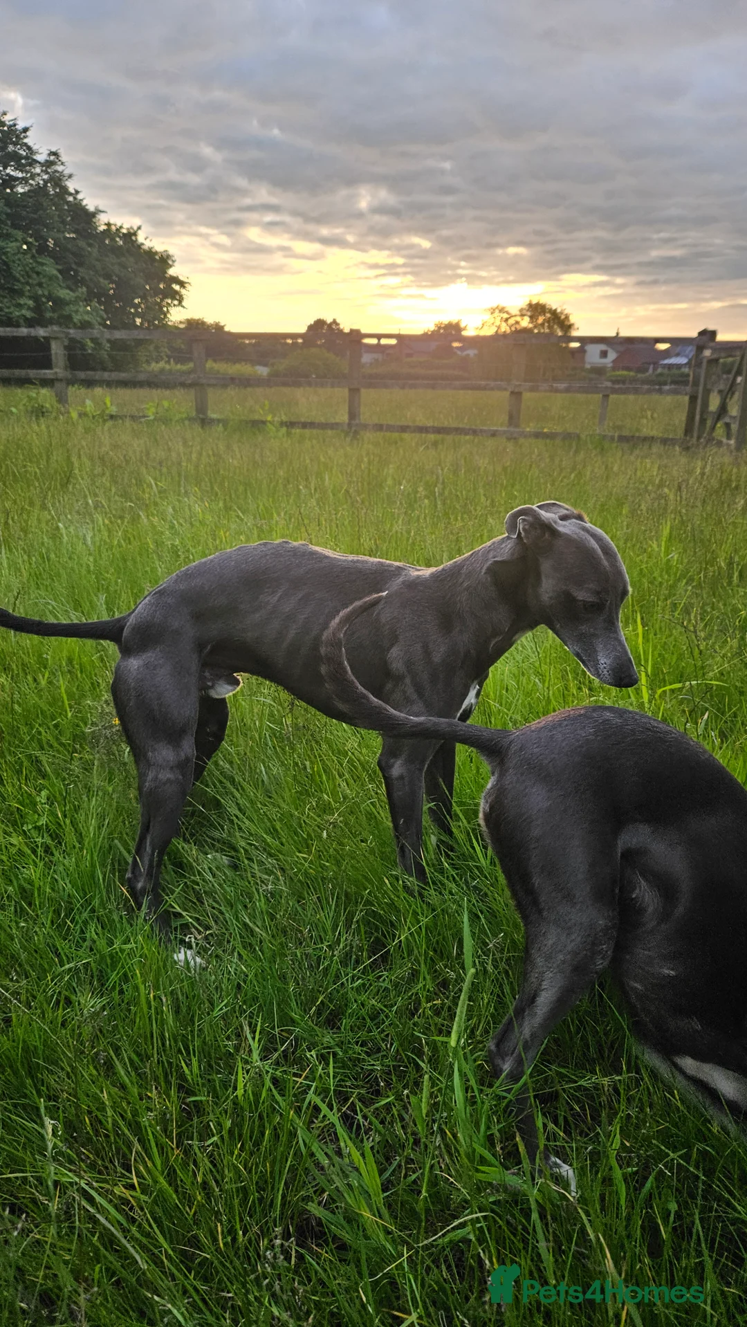 Whippet dogs for stud: Socks blue whippet stud  - Advert 1