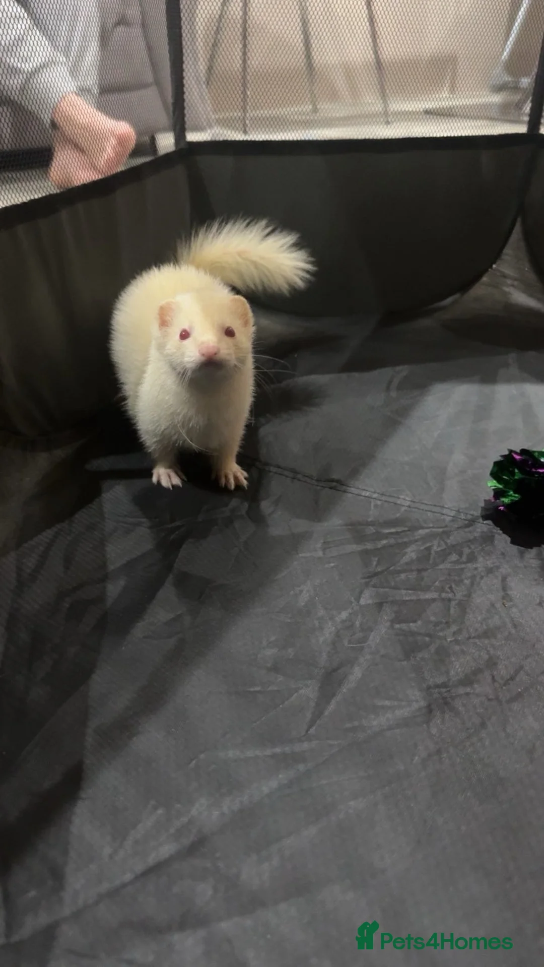 Ferret rodents for sale: Male ferret  - Advert 1