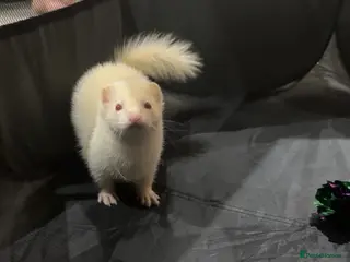 Ferret rodents Male ferret - Advert 1