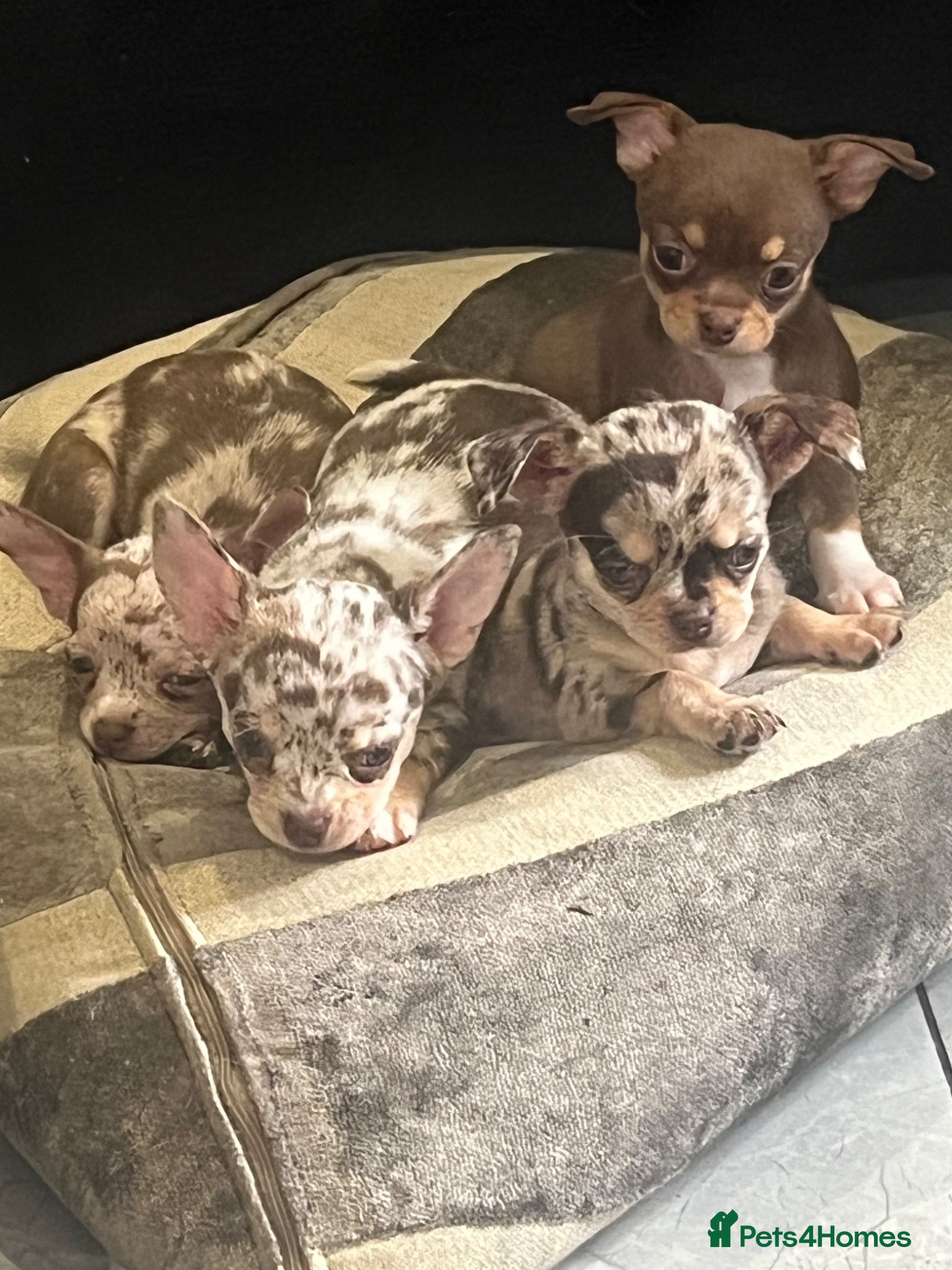 Chihuahua dogs Gorgeous litter of merle chihuahua pups - Advert 1