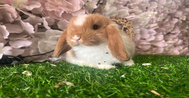 Mini Lop rabbits - Advert 3