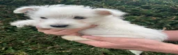 West Highland Terrier dogs for sale: West highland terrier  - Advert 23