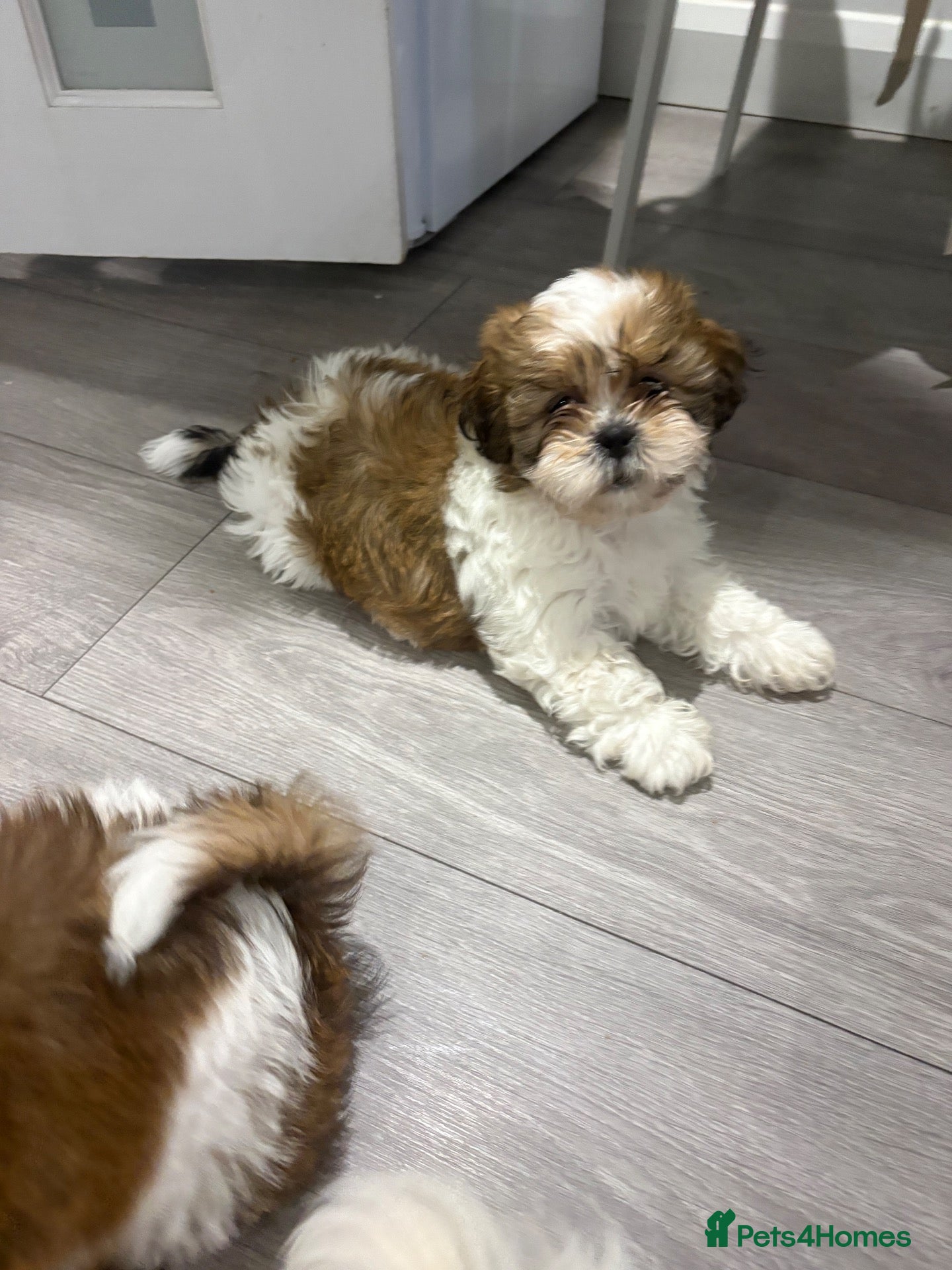 Shih Tzu dogs Shih Tzu - Advert 11