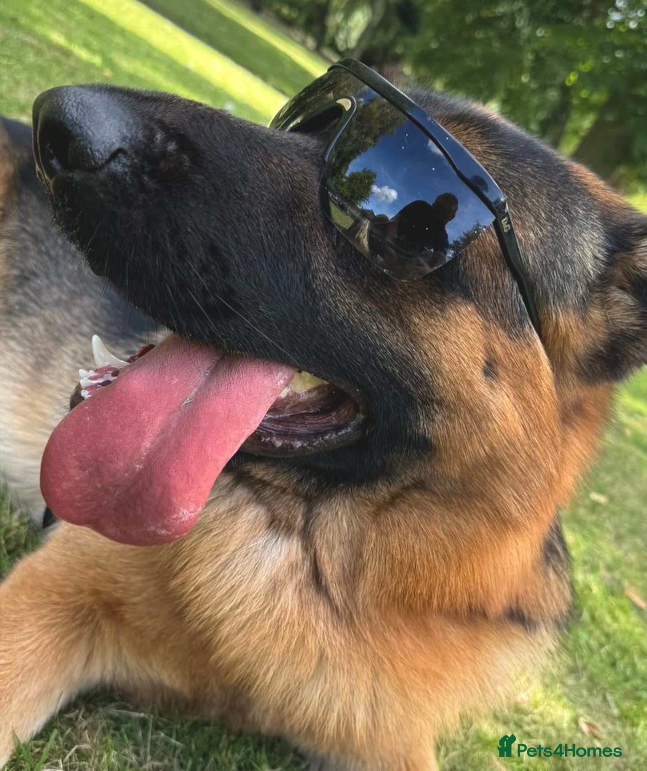 German Shepherd dogs German Shepherd Pedigree male for stud - Advert 9