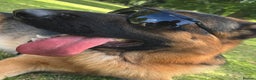 German Shepherd dogs for stud: German Shepherd Pedigree male for stud - Advert 1