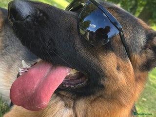 German Shepherd dogs German Shepherd Pedigree male for stud - Advert 1