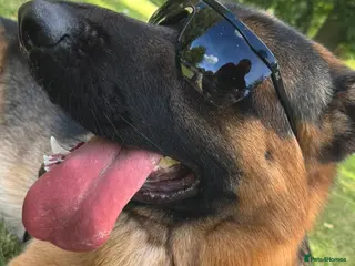 German Shepherd dogs German Shepherd Pedigree male for stud - Advert 24