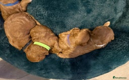 Cavapoo dogs for sale: Gorgeous and adorable F1b toy cavapoo puppies  - Image 6
