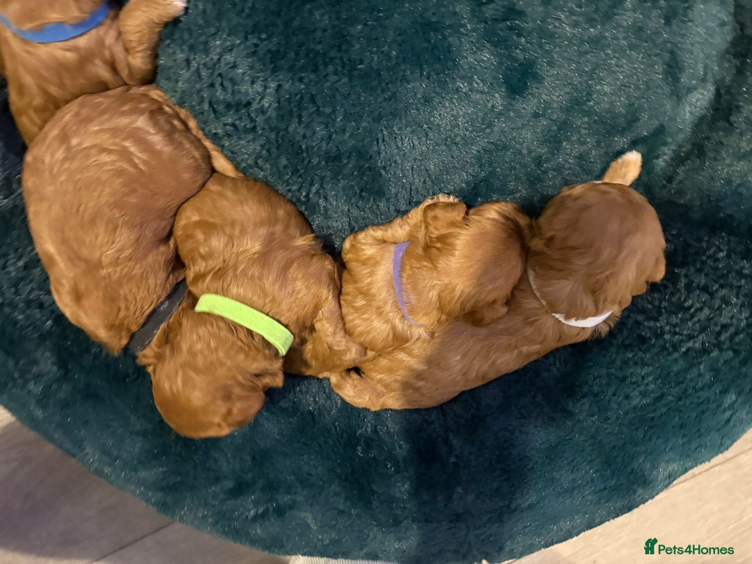 Cavapoo dogs for sale: Gorgeous and adorable F1b toy cavapoo puppies  - Image 6