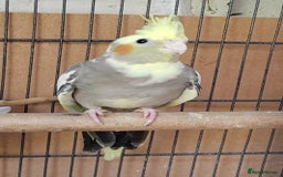 Cockatiels birds for sale: Cockatiels and Kakariki - Image 10