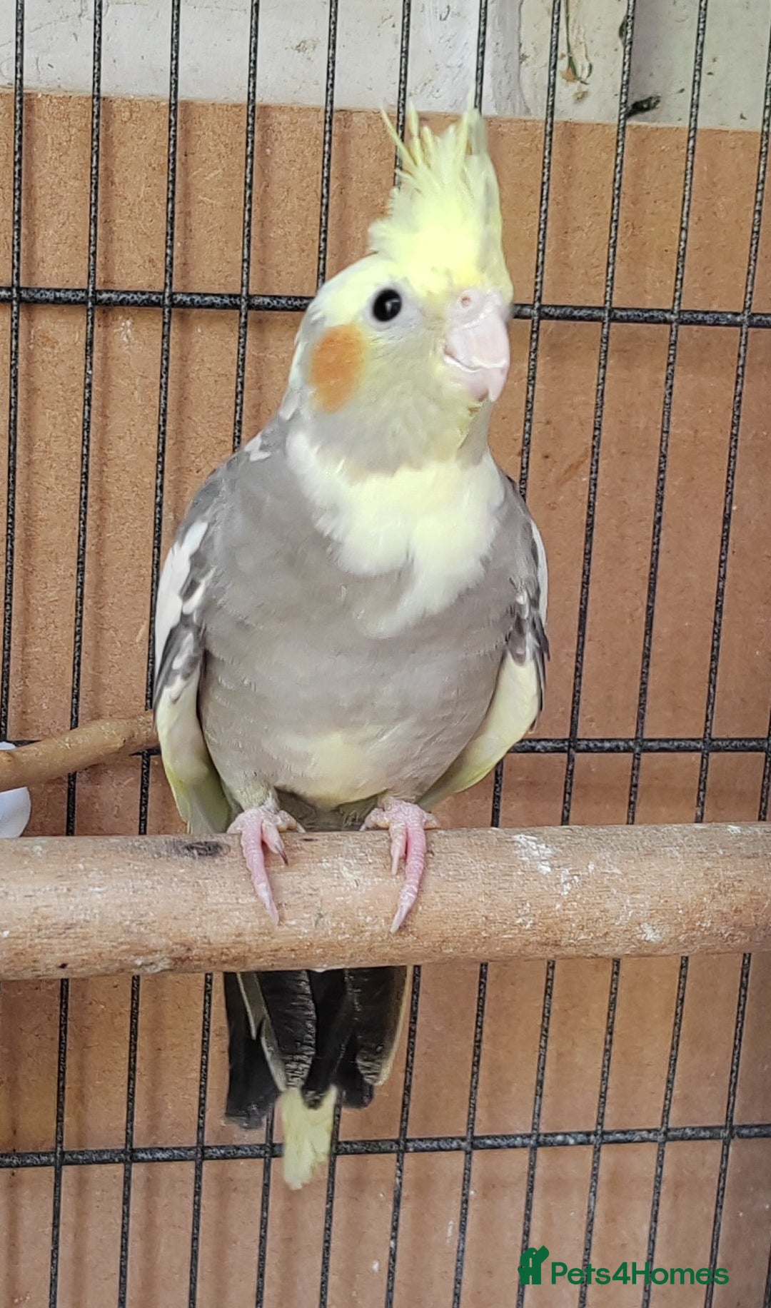 Cockatiels birds for sale: Cockatiels and Kakariki - Image 10