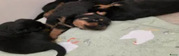 Rottweiler dogs for sale: Beautiful KC Rottweiler puppies. 2 boys, 4 girls in Brierley Hill - Advert 2