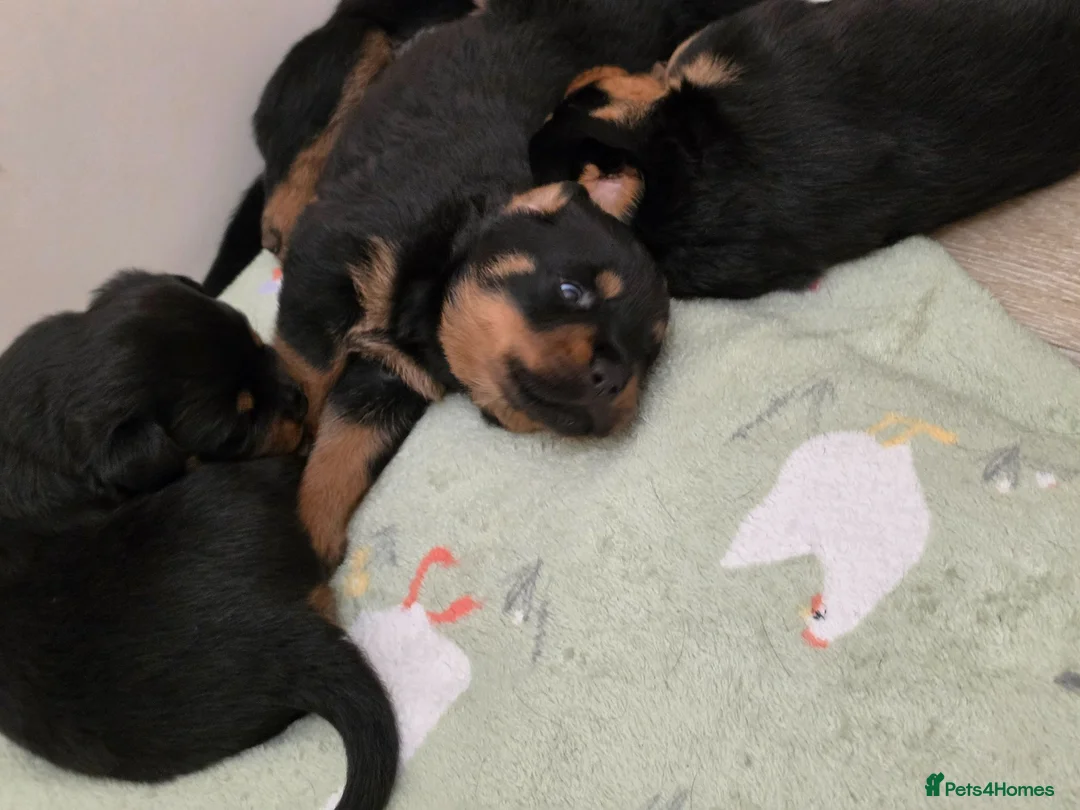 Rottweiler dogs for sale: Beautiful KC Rottweiler puppies. 2 boys, 4 girls in Brierley Hill - Advert 2