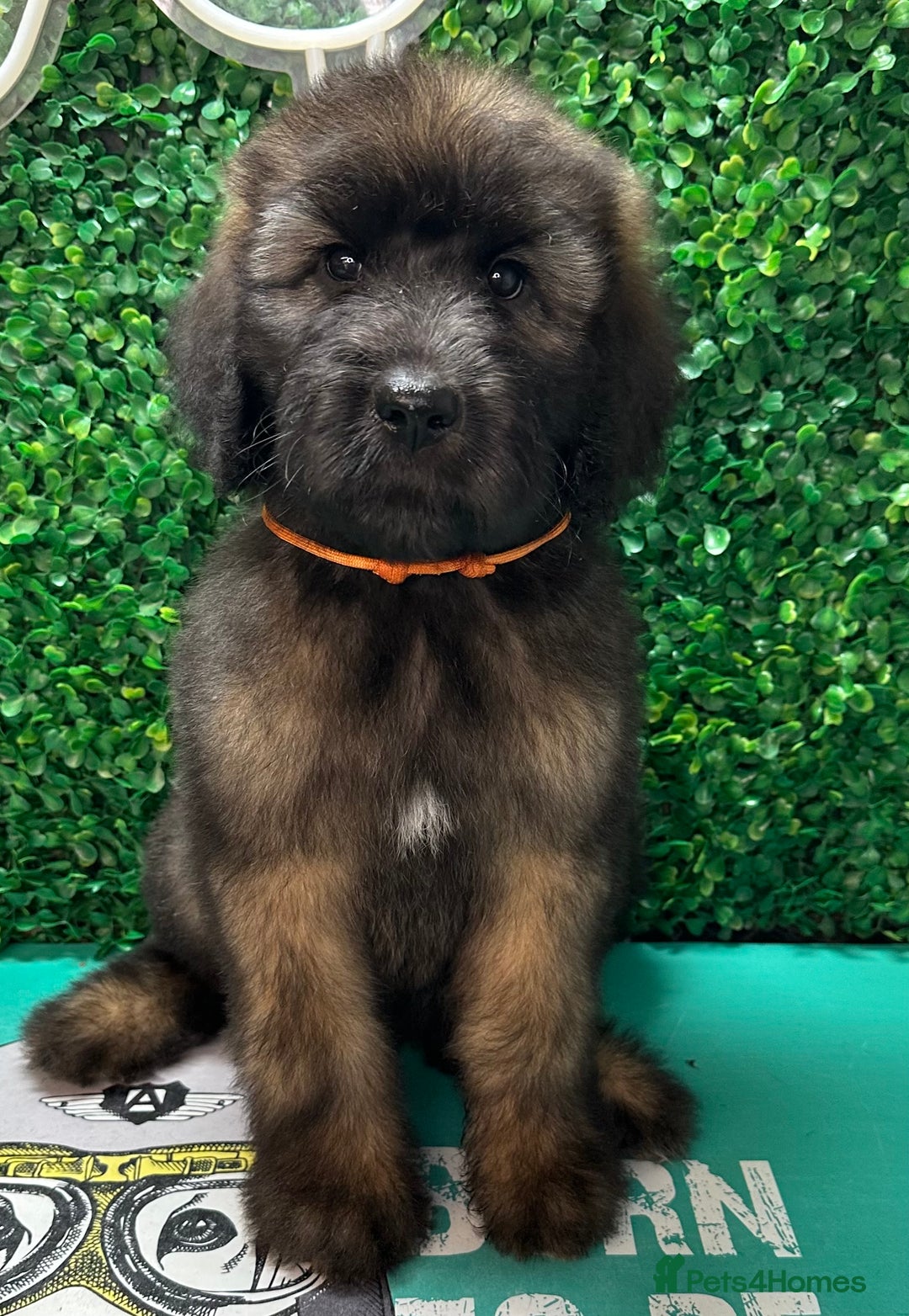 Saint Bernard dogs for sale: *Reduced* F1 St Berdoodle  - Image 15