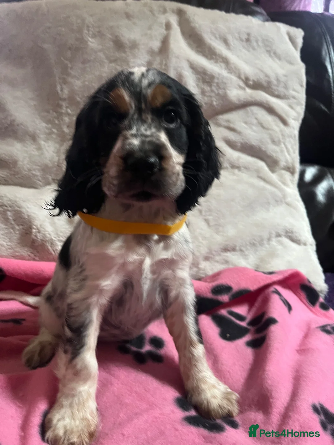 Cocker Spaniel dogs for sale: Show type cocker spaniel puppies  - Advert 13