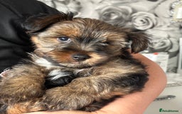 Yorkshire Terrier dogs for sale: Must S@@ an adorable Yorkshire terrier for sale. - Image 4