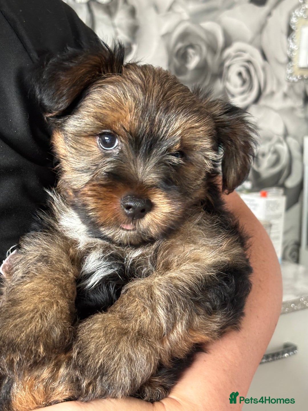 Yorkshire Terrier dogs for sale: Must S@@ an adorable Yorkshire terrier for sale. - Image 4