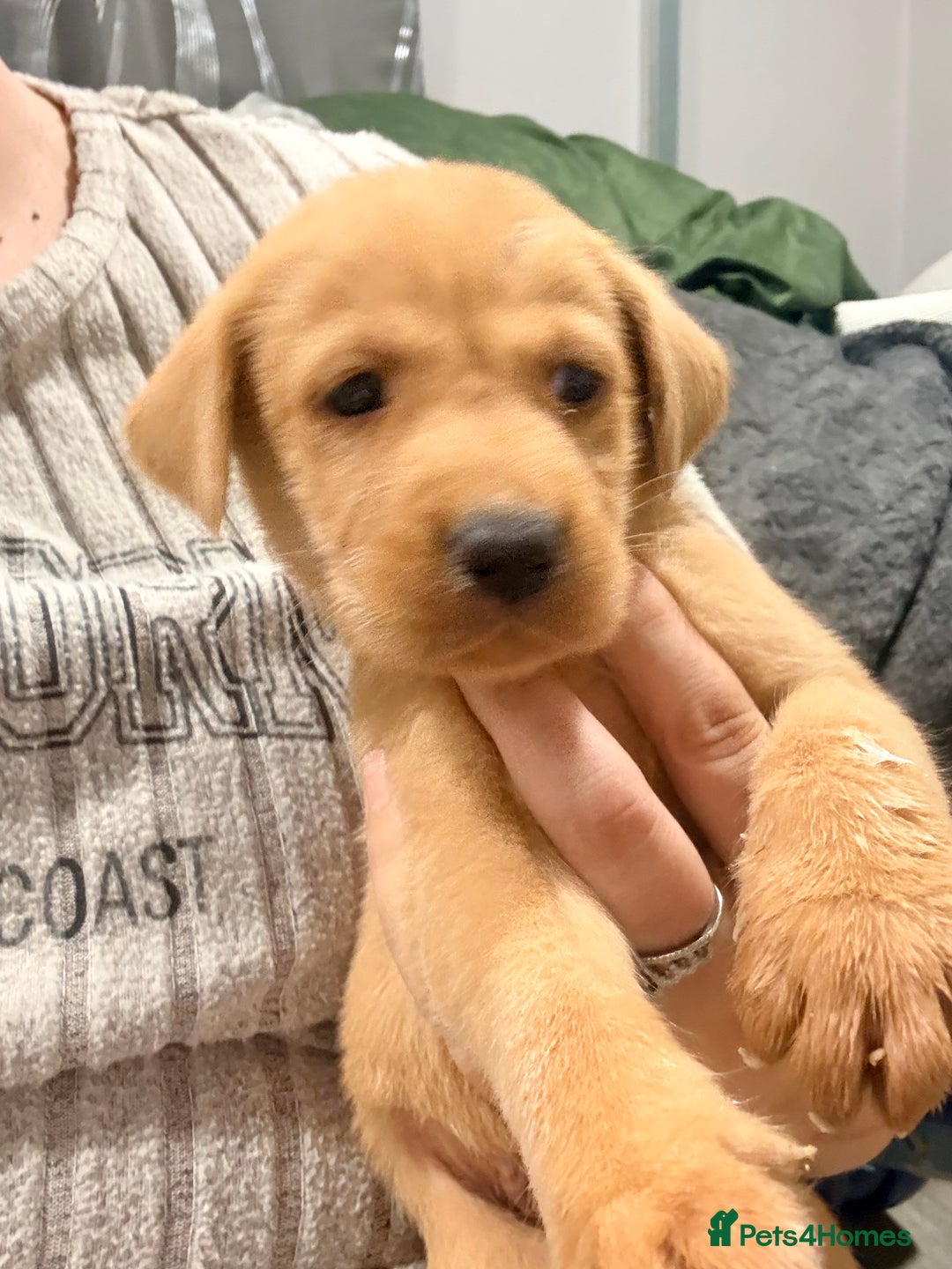 Labrador Retriever dogs for sale: Beautiful, fox red labradors - Advert 33