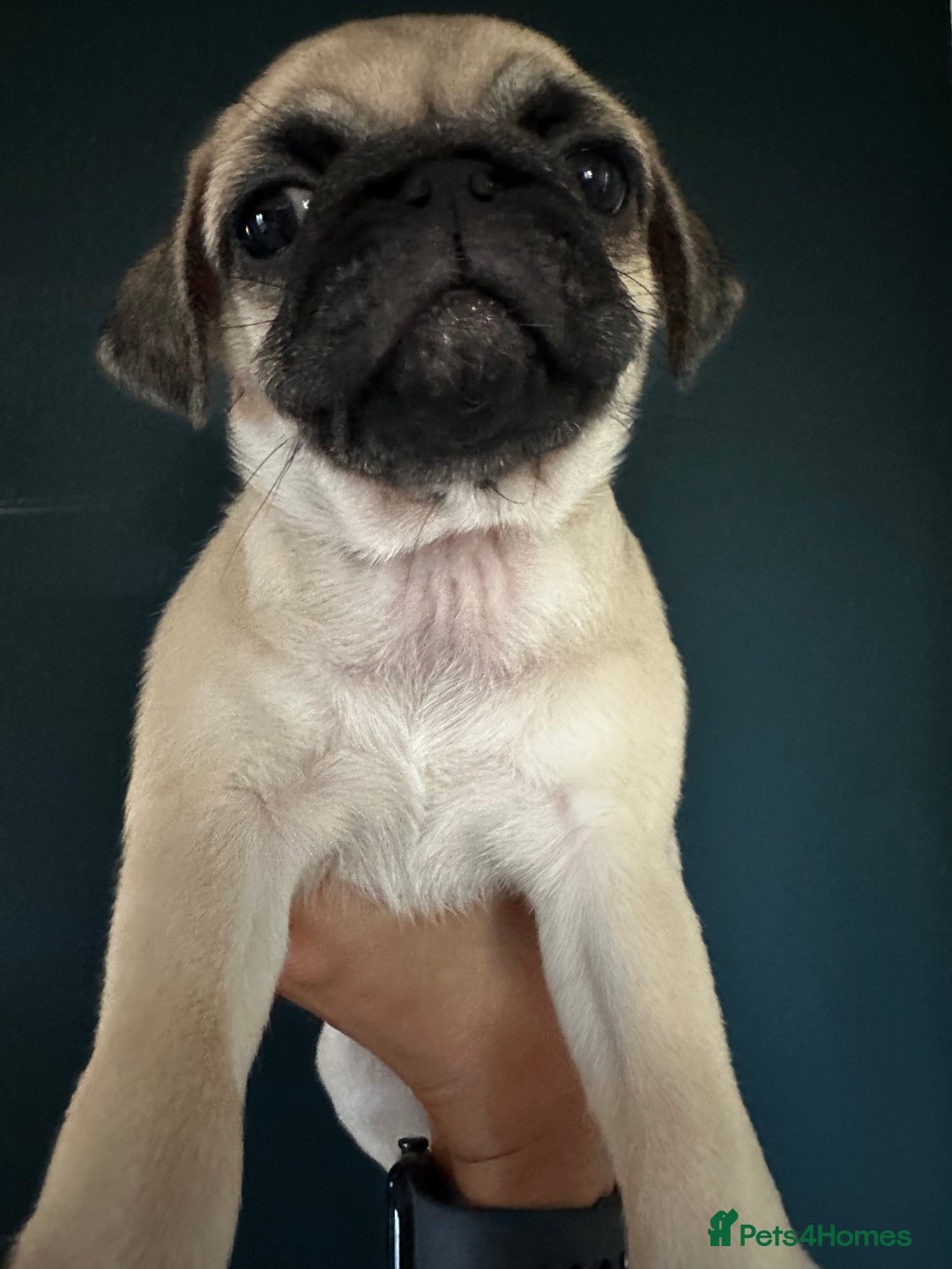 Pug dogs for sale: One cute pug puppies! £800 or best offer  - Image 12