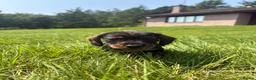 Dachshund dogs for sale: KC REG STANDARD WIRED HAIRED DACHSHUND (TECKELS) - Advert 11