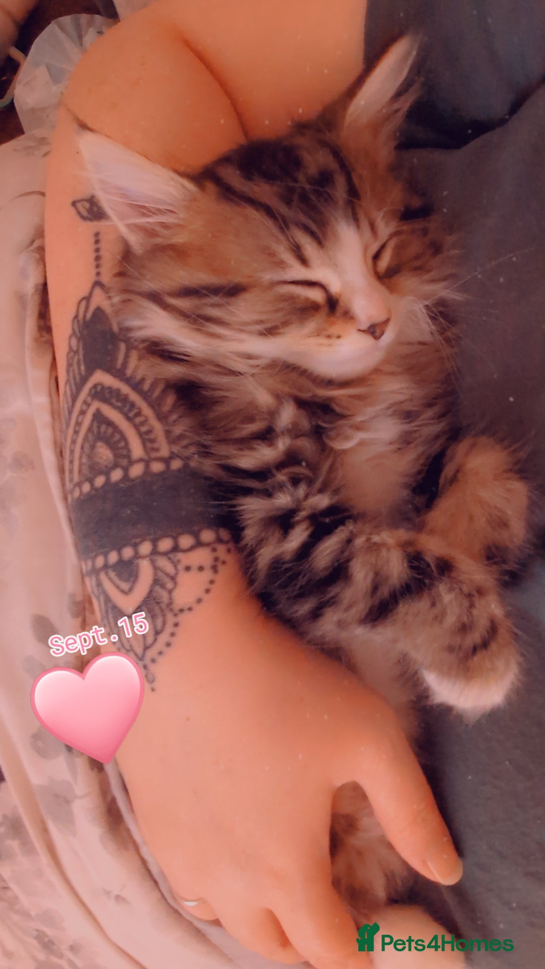 Mixed Breed cats for sale: Siberian mix kitten - Image 6
