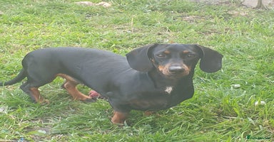 Dachshund dogs - Advert 12