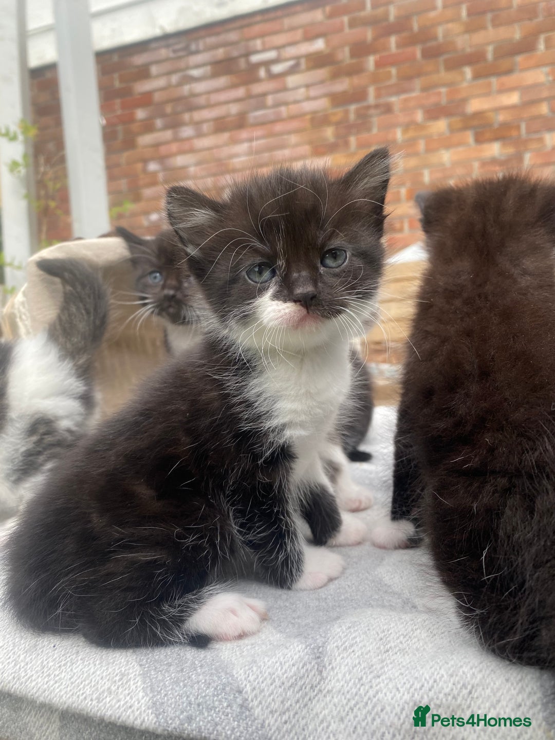 Mixed Breed cats for sale: Fluffy mixed tabby kittens  - Image 12
