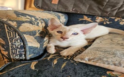 Siamese cats for sale: New lap needed for two GCCF male siamese kittens - Image 22