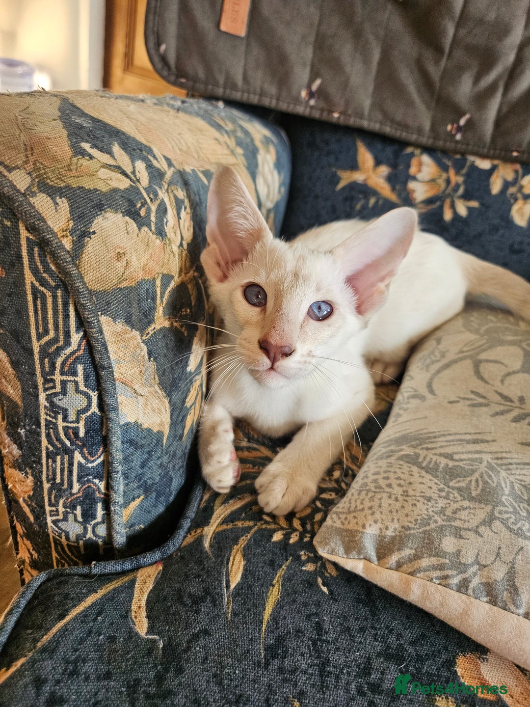 Siamese cats for sale: New lap needed for two GCCF male siamese kittens - Image 22