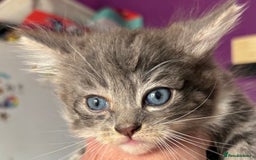 Siberian cats for sale: Beautiful Siberian/Norwegian mix kittens - Image 2