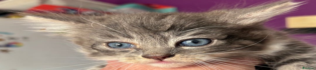 Siberian Kitten 3