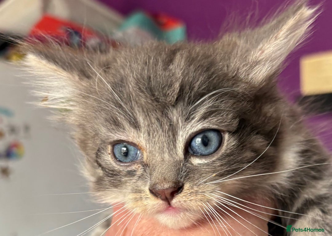 Siberian cats for sale: Beautiful Siberian/Norwegian mix kittens - Image 2