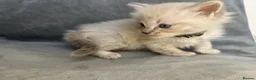 Ragdoll cats for sale: Beautiful mink ragdoll kittens all male  - Advert 13