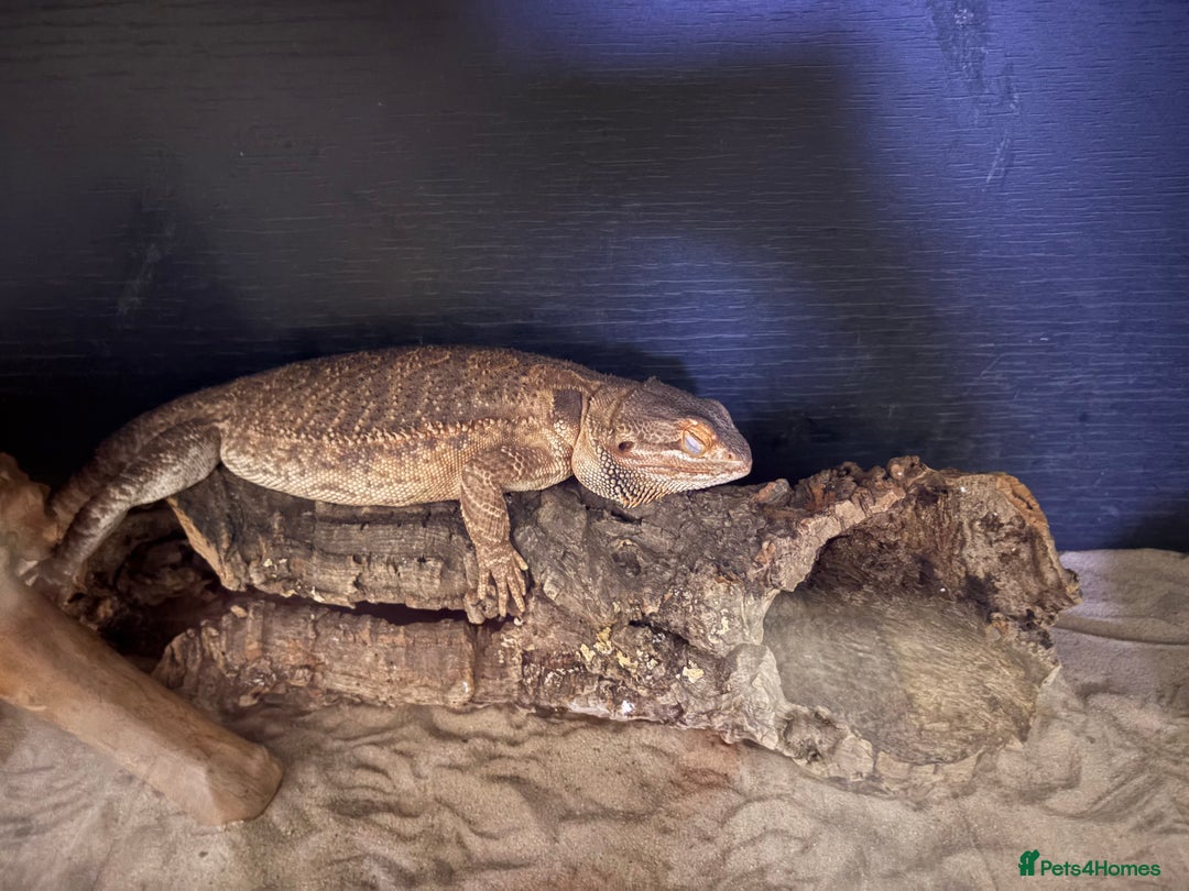 Bearded Dragon reptiles for sale: Male bearded dragon  - Advert 2