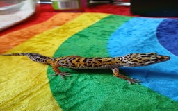 Leopard Gecko reptiles for sale: Baby's leopard geckos  in Rochester - Image 6