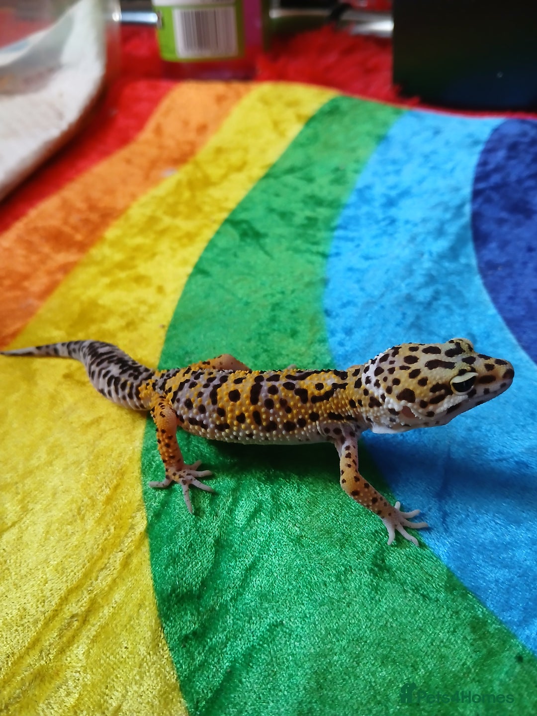 Leopard Gecko reptiles for sale: Baby's leopard geckos  in Rochester - Image 6