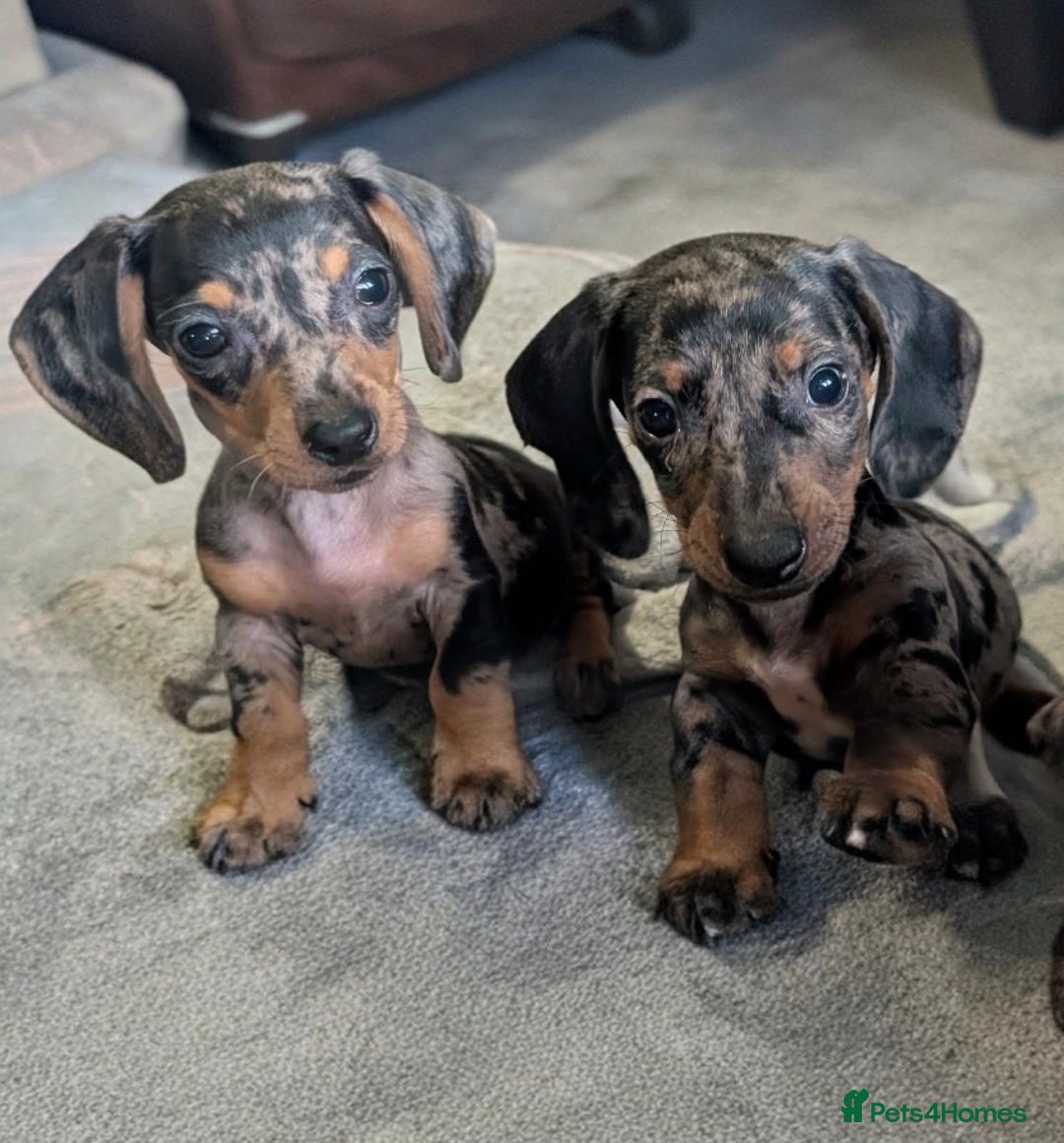 Dachshund dogs for sale: Beautiful miniature dapple boys  - Advert 1