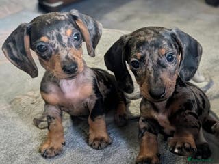 Dachshund dogs Beautiful miniature dapple boys - Advert 1