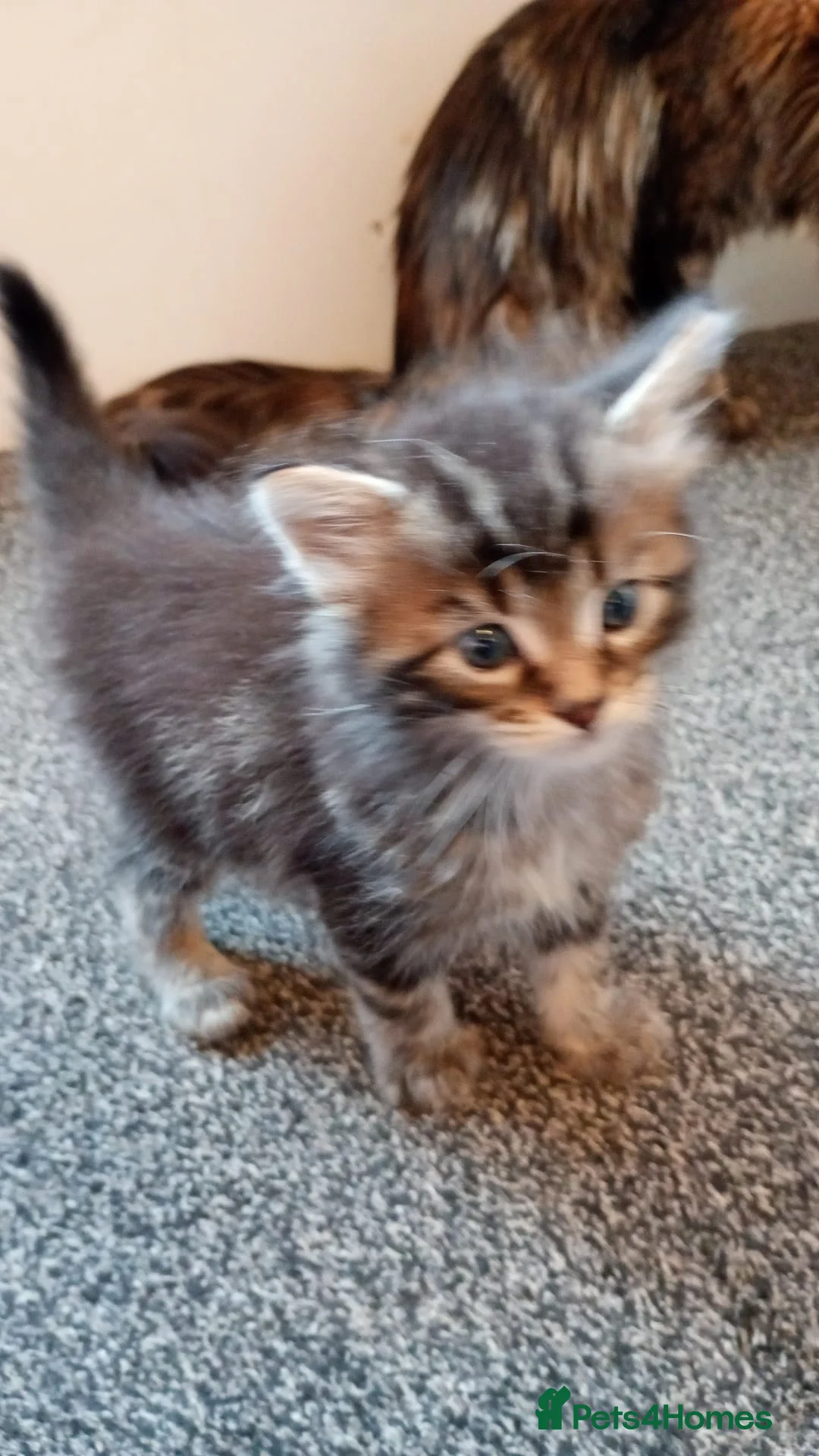Maine Coon cats for sale: Only 1 little boy left Maine coon X kitten  - Advert 12