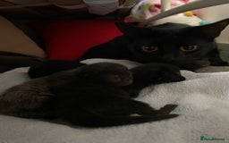 Domestic Shorthair cats for sale: Black kittens - Image 9