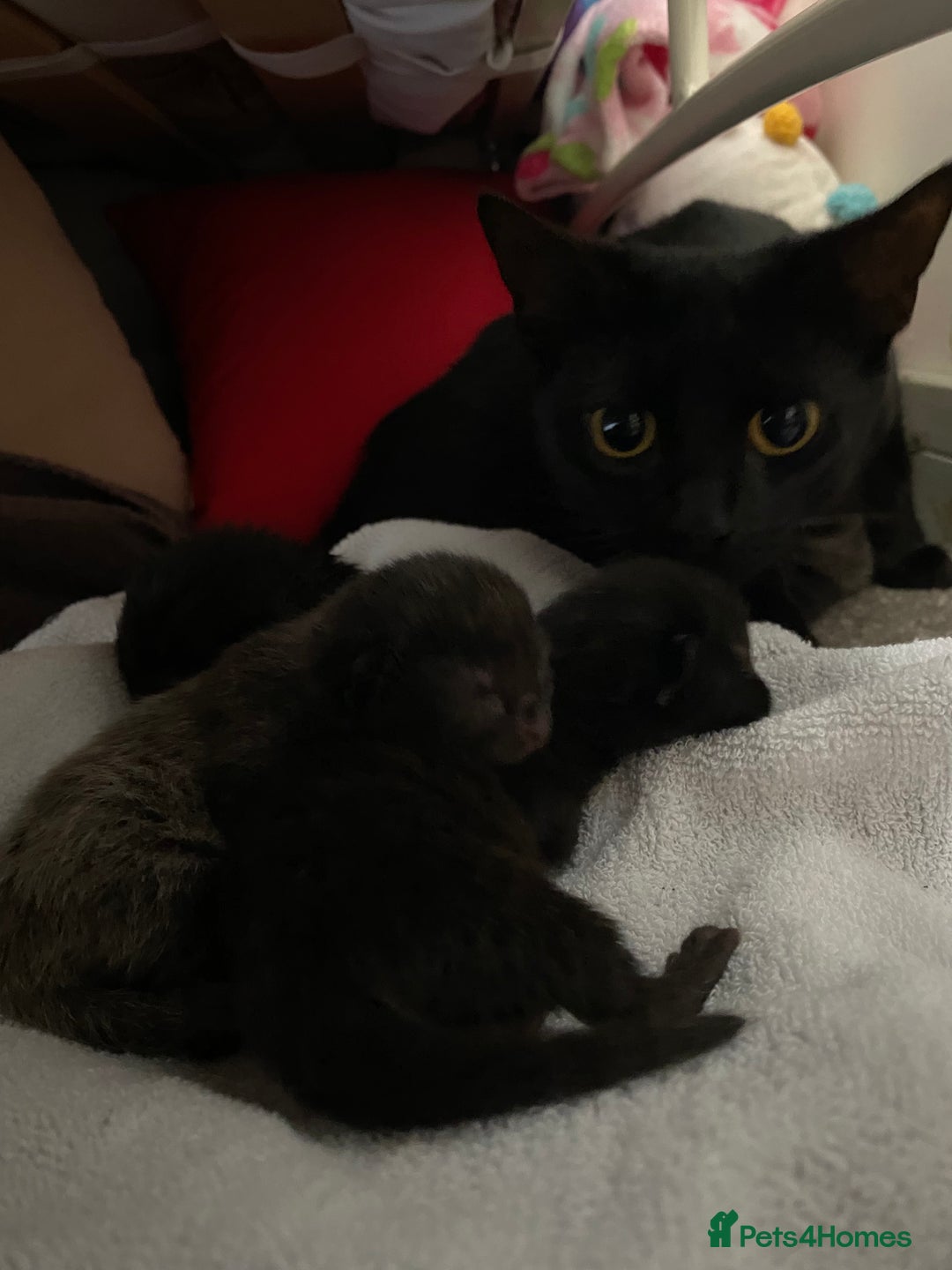 Domestic Shorthair cats for sale: Black kittens - Image 9