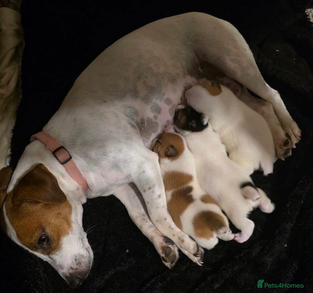 Jack Russell dogs for sale: Miniature jack Russell puppies  - Advert 9