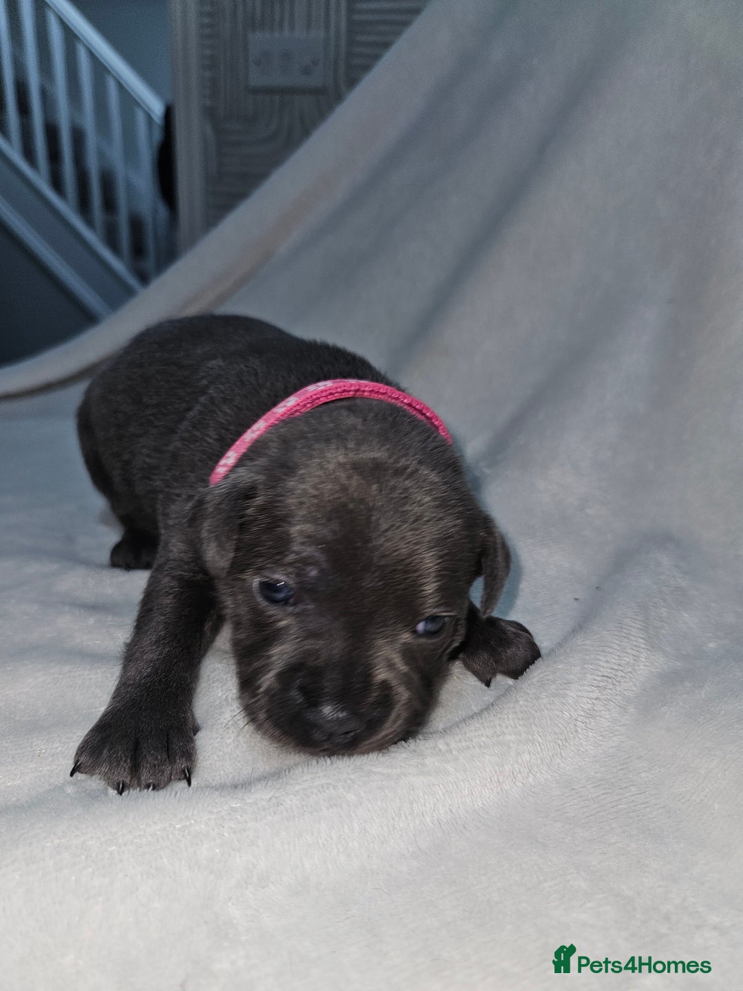 Staffordshire Bull Terrier dogs for sale: Beautiful chunky blues! - Advert 8