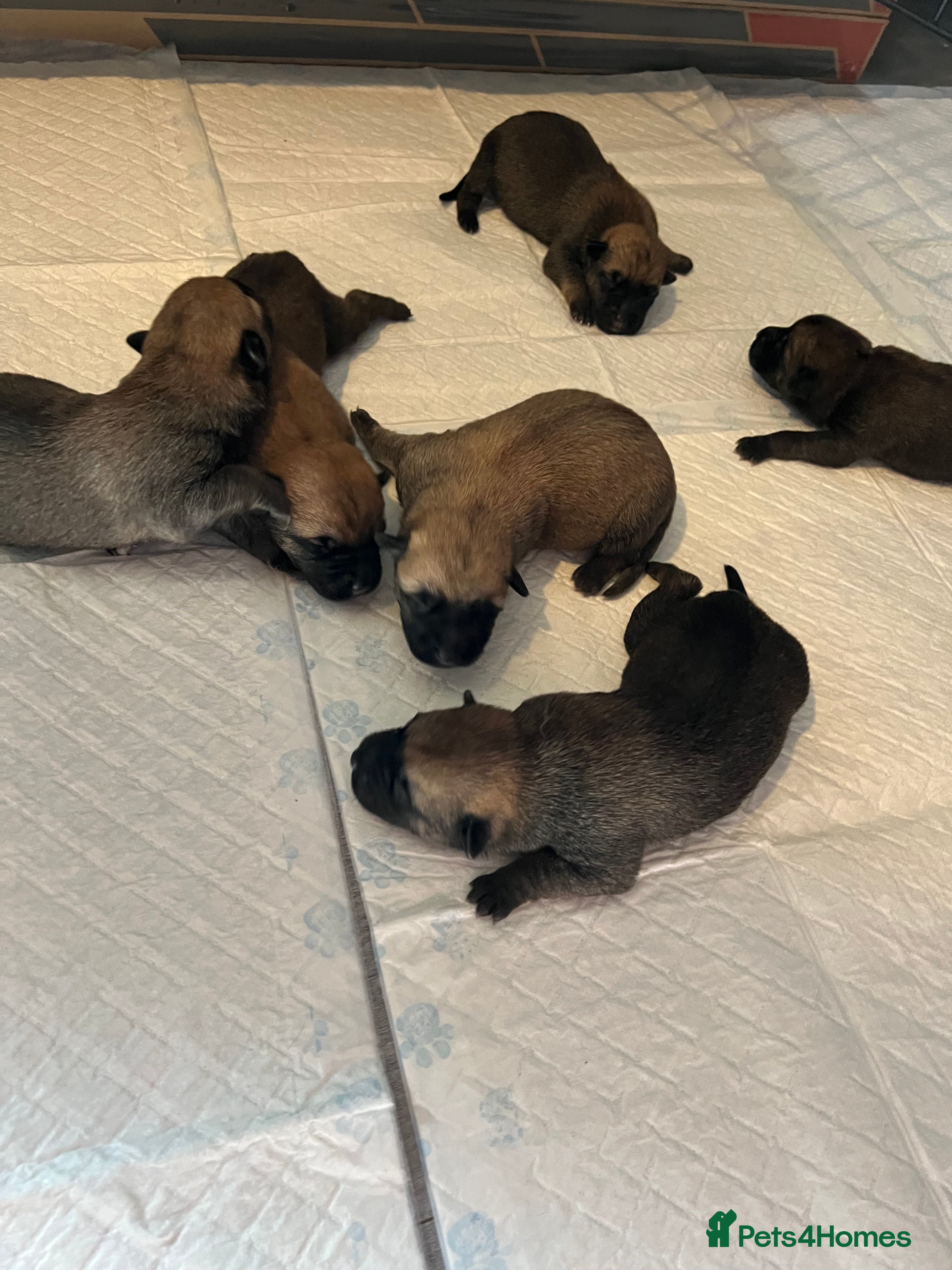 Mixed Breed dogs 6 Beautiful puppies for sale  in Loughborough - Advert 1