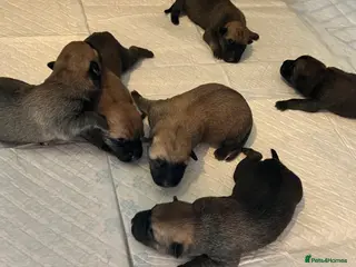 Mixed Breed dogs 6 Beautiful puppies for sale in Loughborough - Advert 1